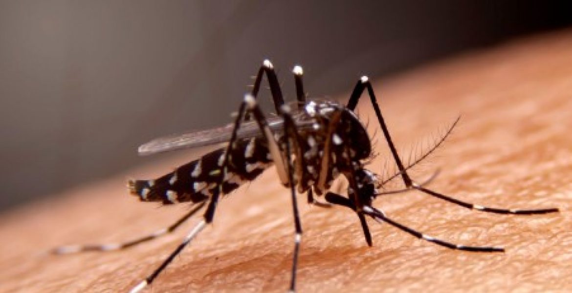 Os impactos da dengue na gestação