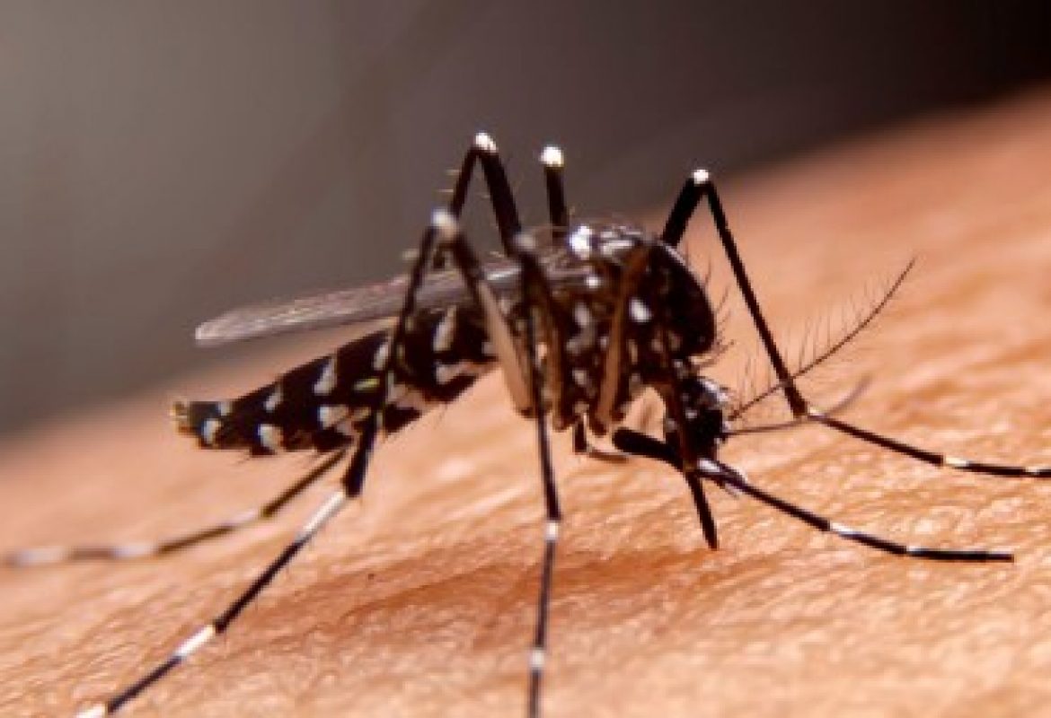 Os impactos da dengue na gestação